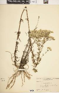 Eupatorium leptophyllum image