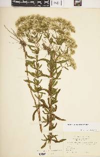 Eupatorium linearifolium image