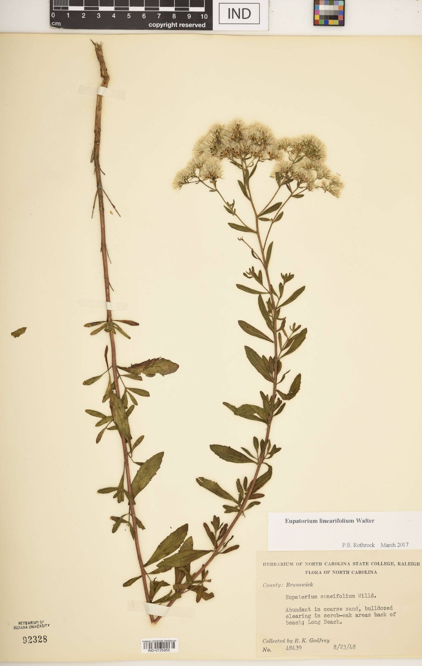 Eupatorium linearifolium image