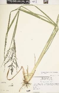 Coleataenia rigidula subsp. rigidula image