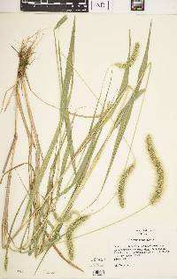 Setaria faberi image