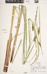 Carex lacustris image