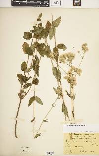 Eupatorium pilosum image