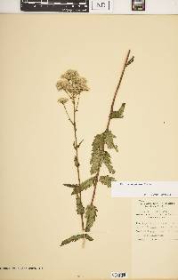 Eupatorium pilosum image