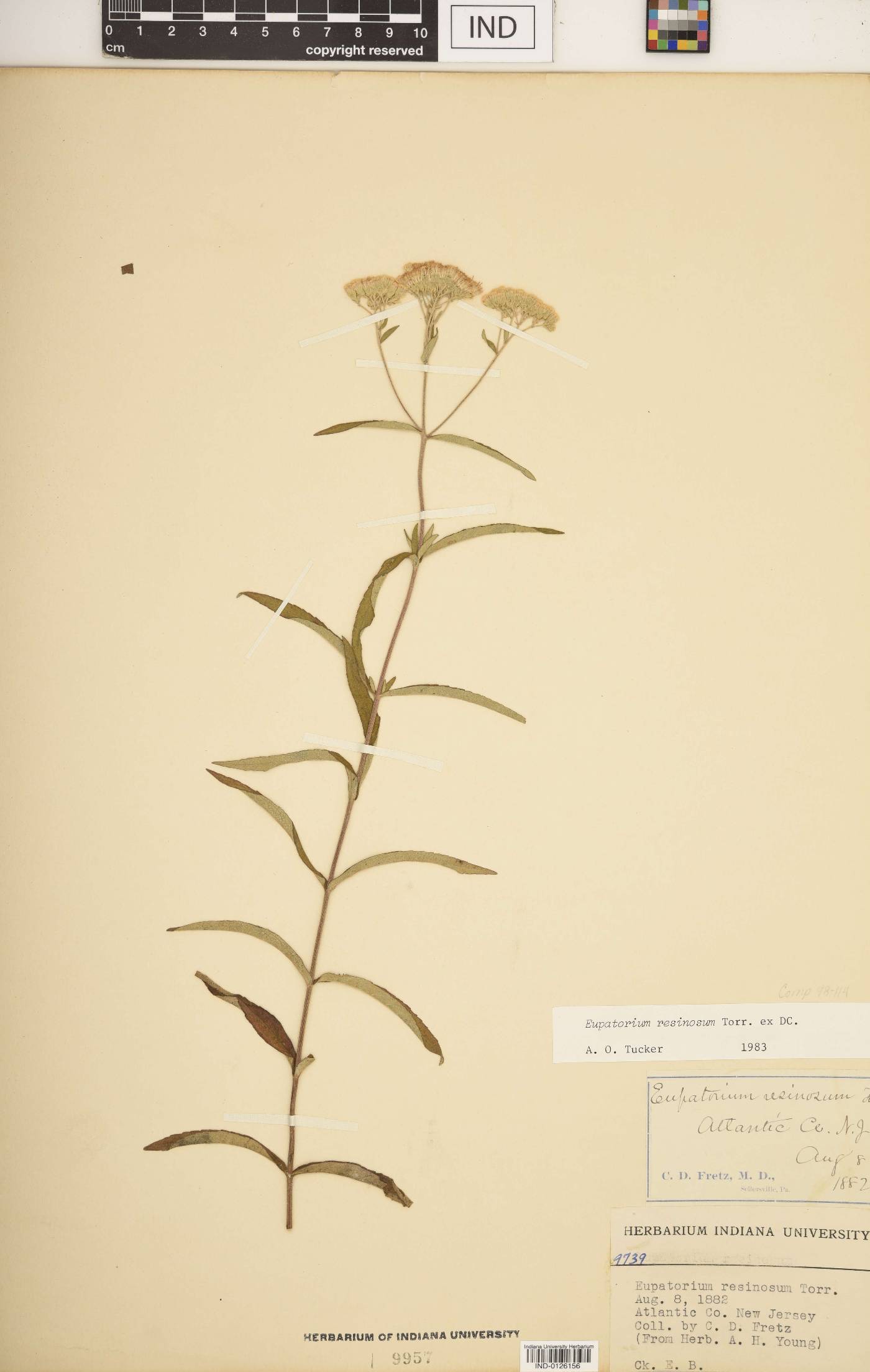 Eupatorium resinosum image