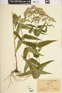 Eupatorium sessilifolium image