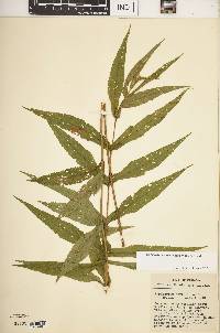 Eupatorium × truncatum image