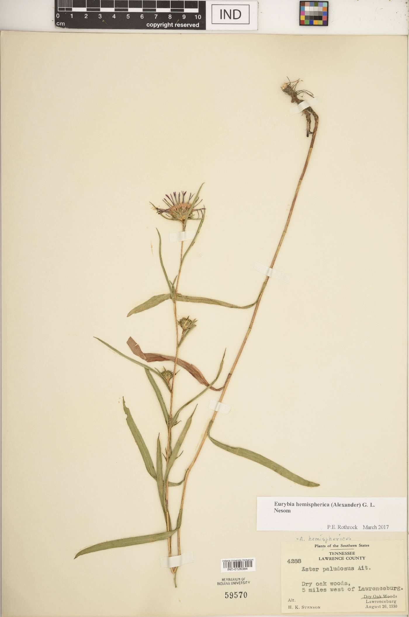 Eurybia hemispherica image