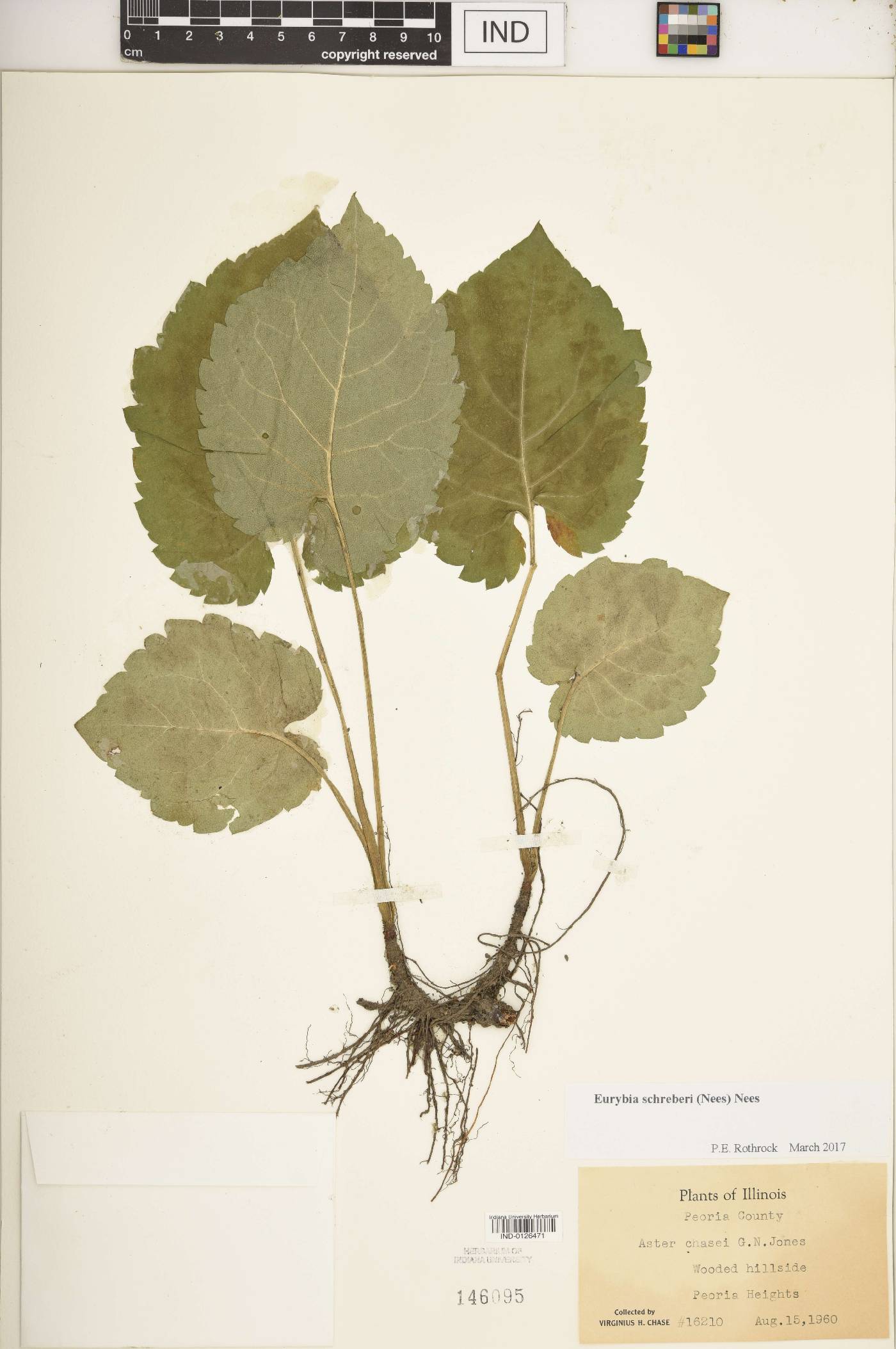 Eurybia schreberi image