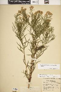 Euthamia caroliniana image