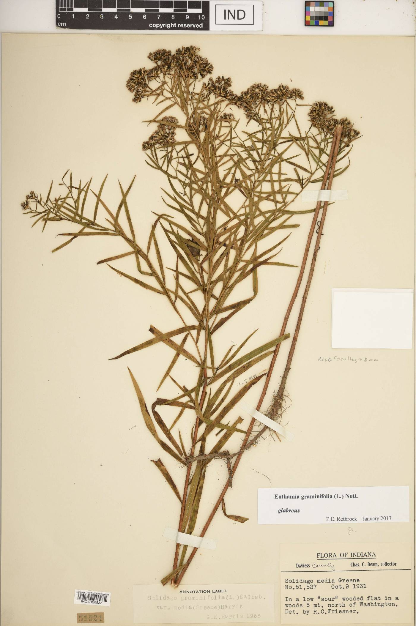 Euthamia gymnospermoides image