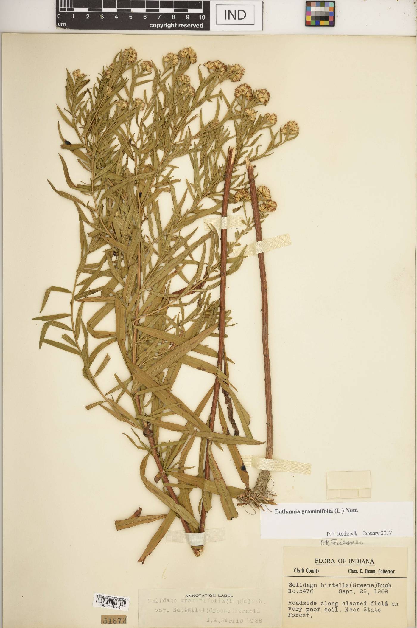Euthamia lanceolata image