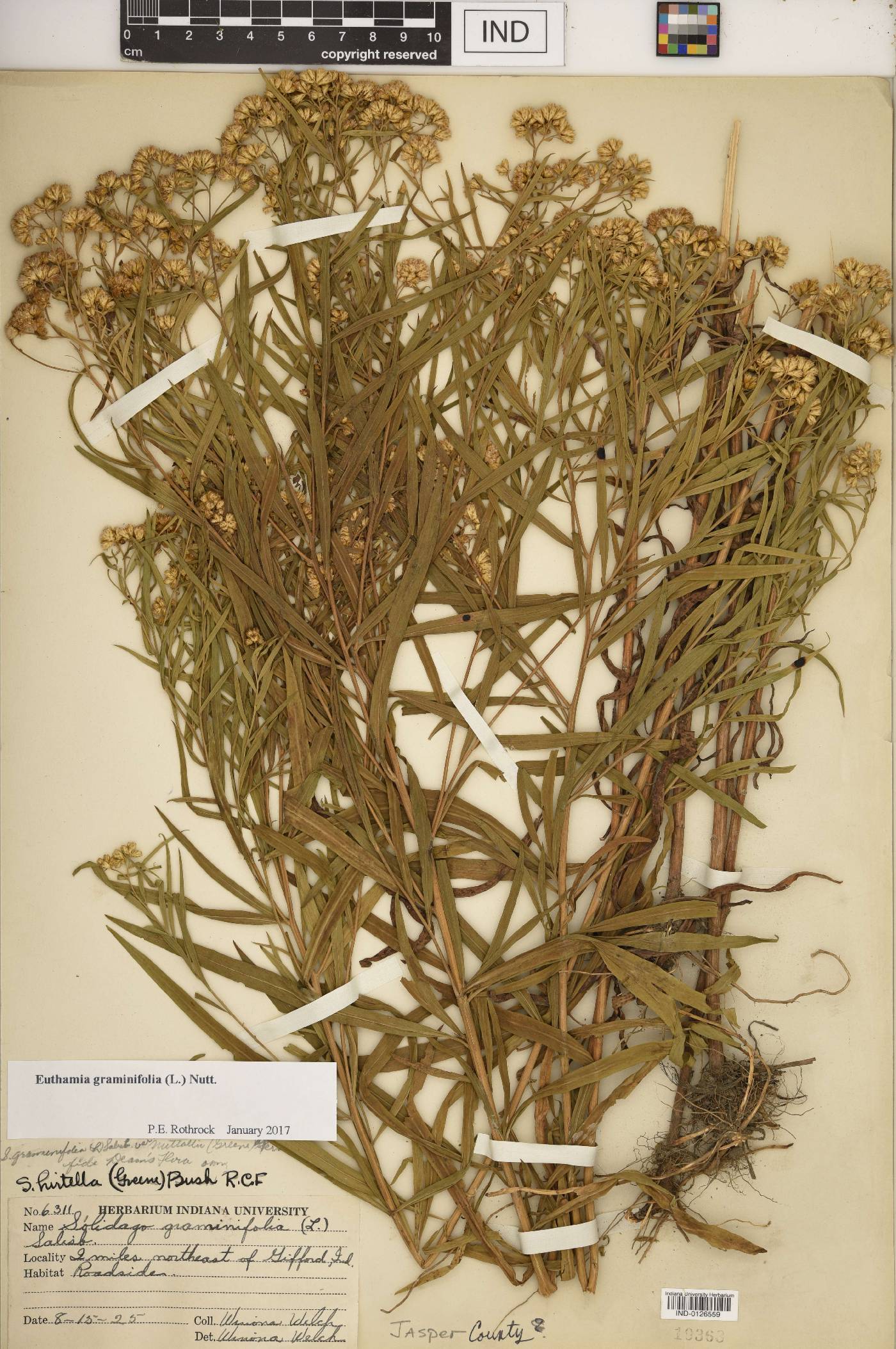 Euthamia lanceolata image