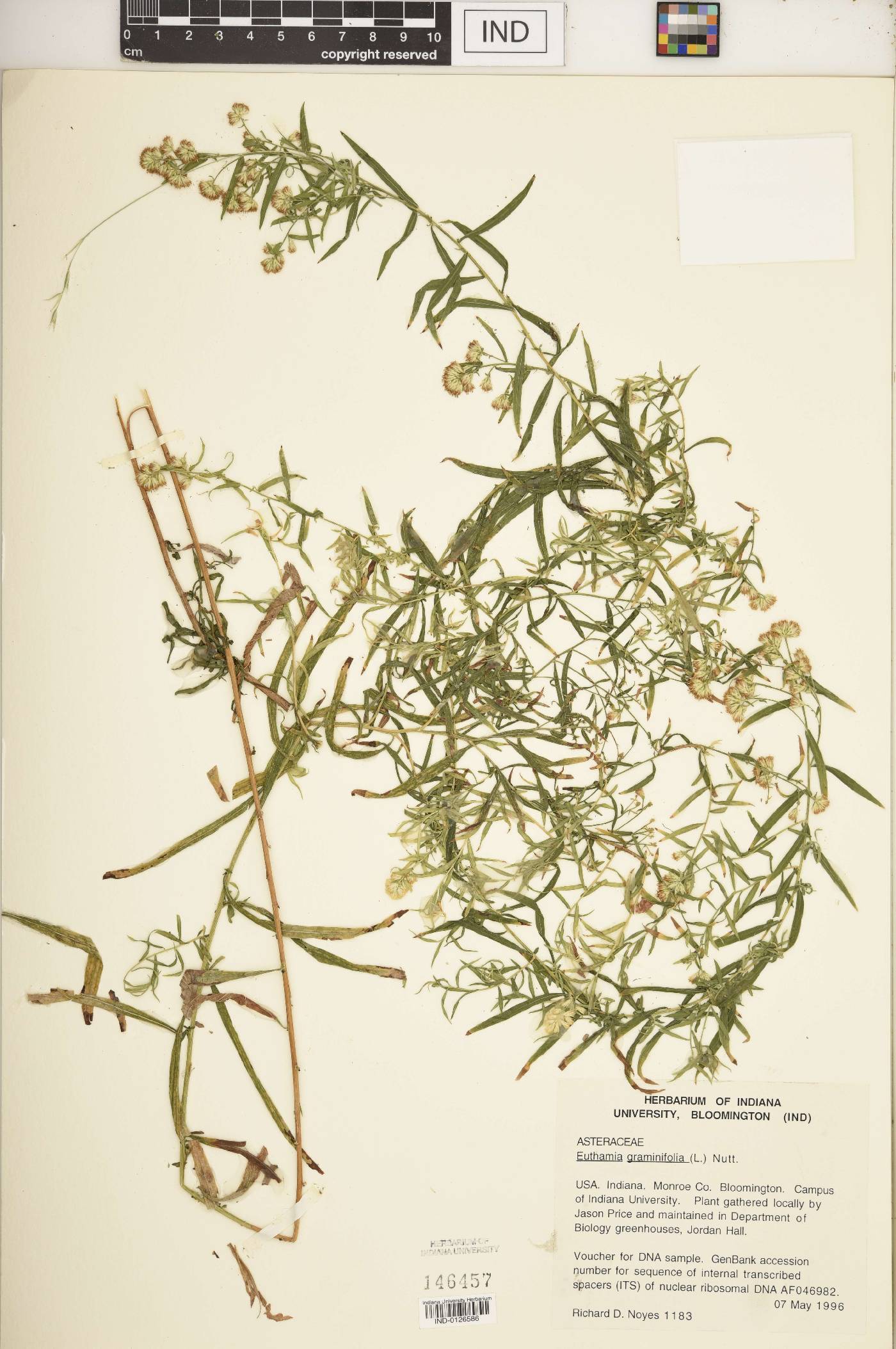 Euthamia lanceolata image