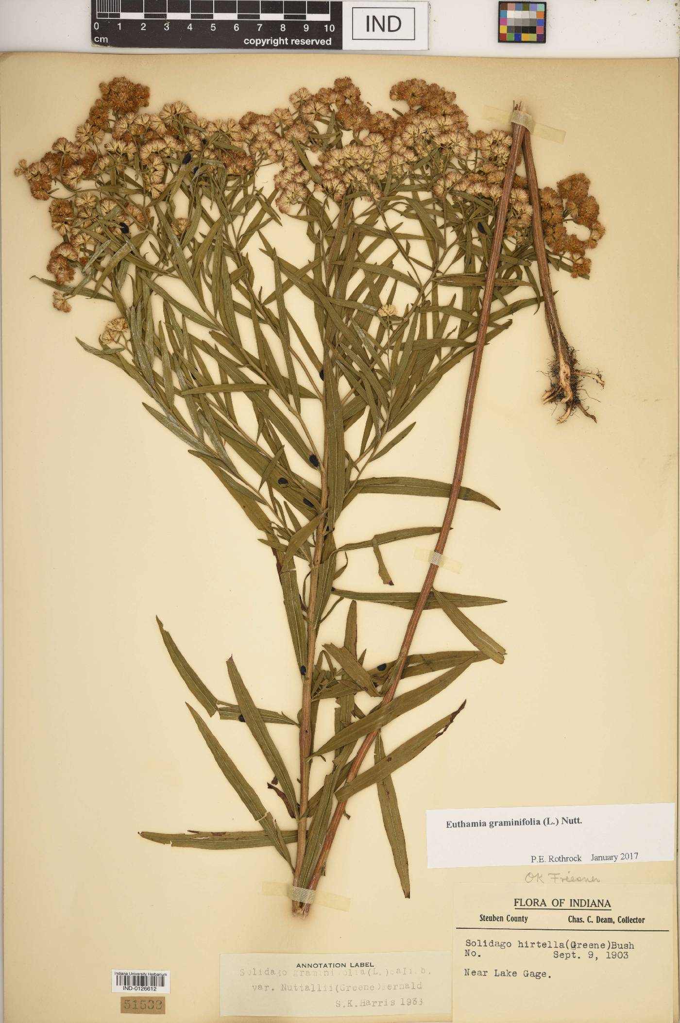 Euthamia lanceolata image