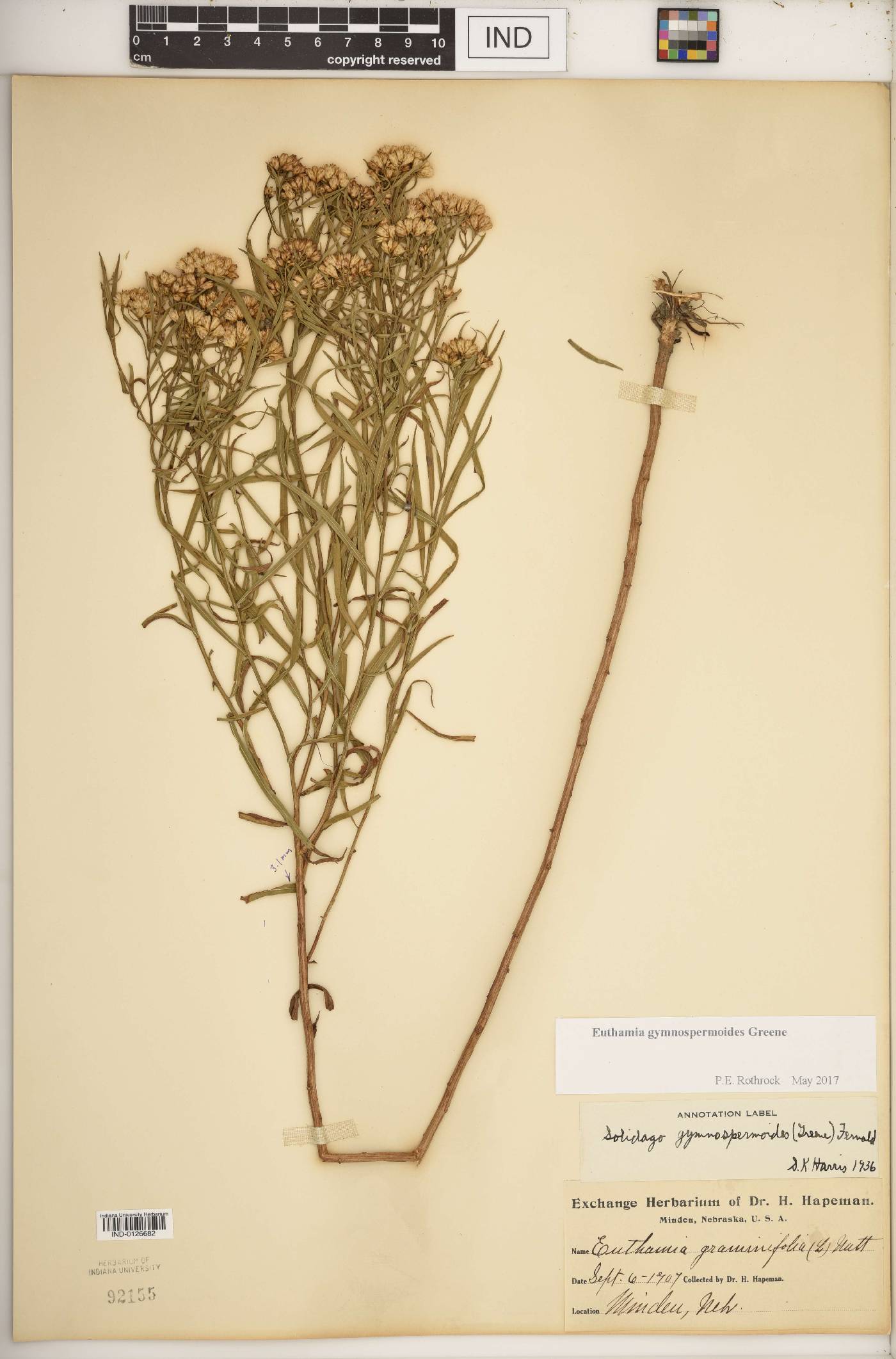 Euthamia gymnospermoides image