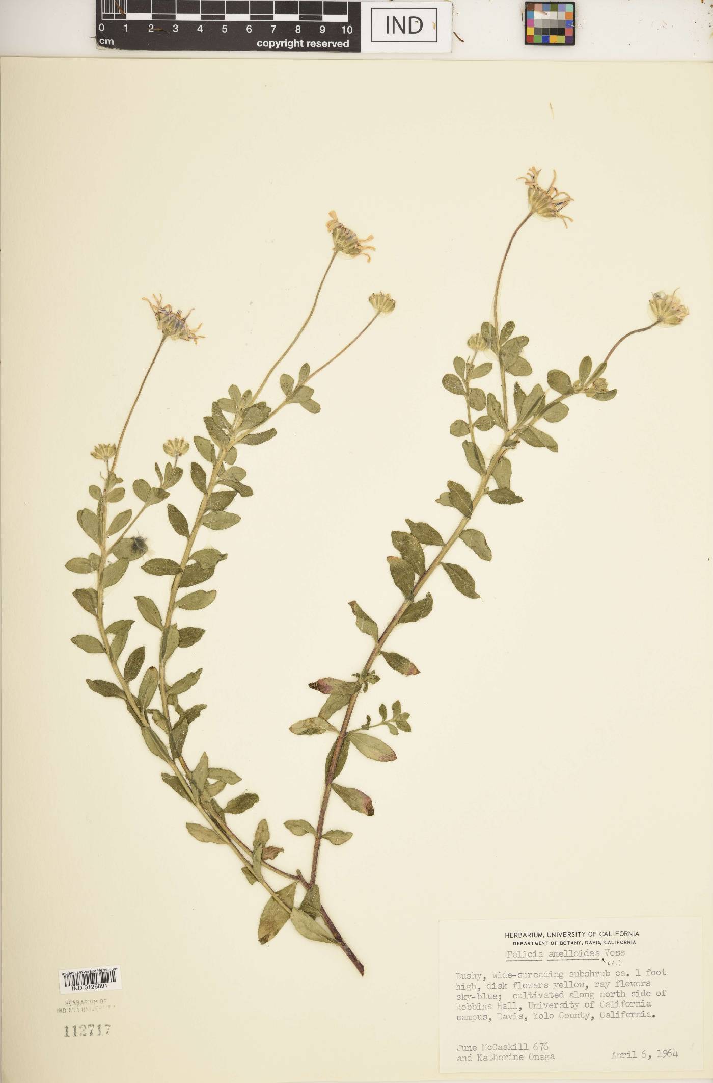 Felicia amelloides image