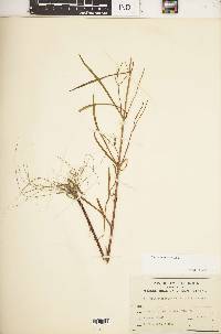 Flaveria linearis image