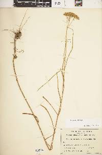 Flaveria linearis image