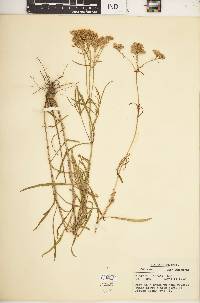 Flaveria linearis image