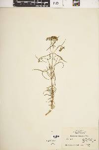 Flaveria linearis image