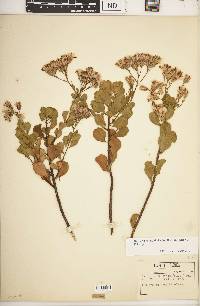 Garberia heterophylla image