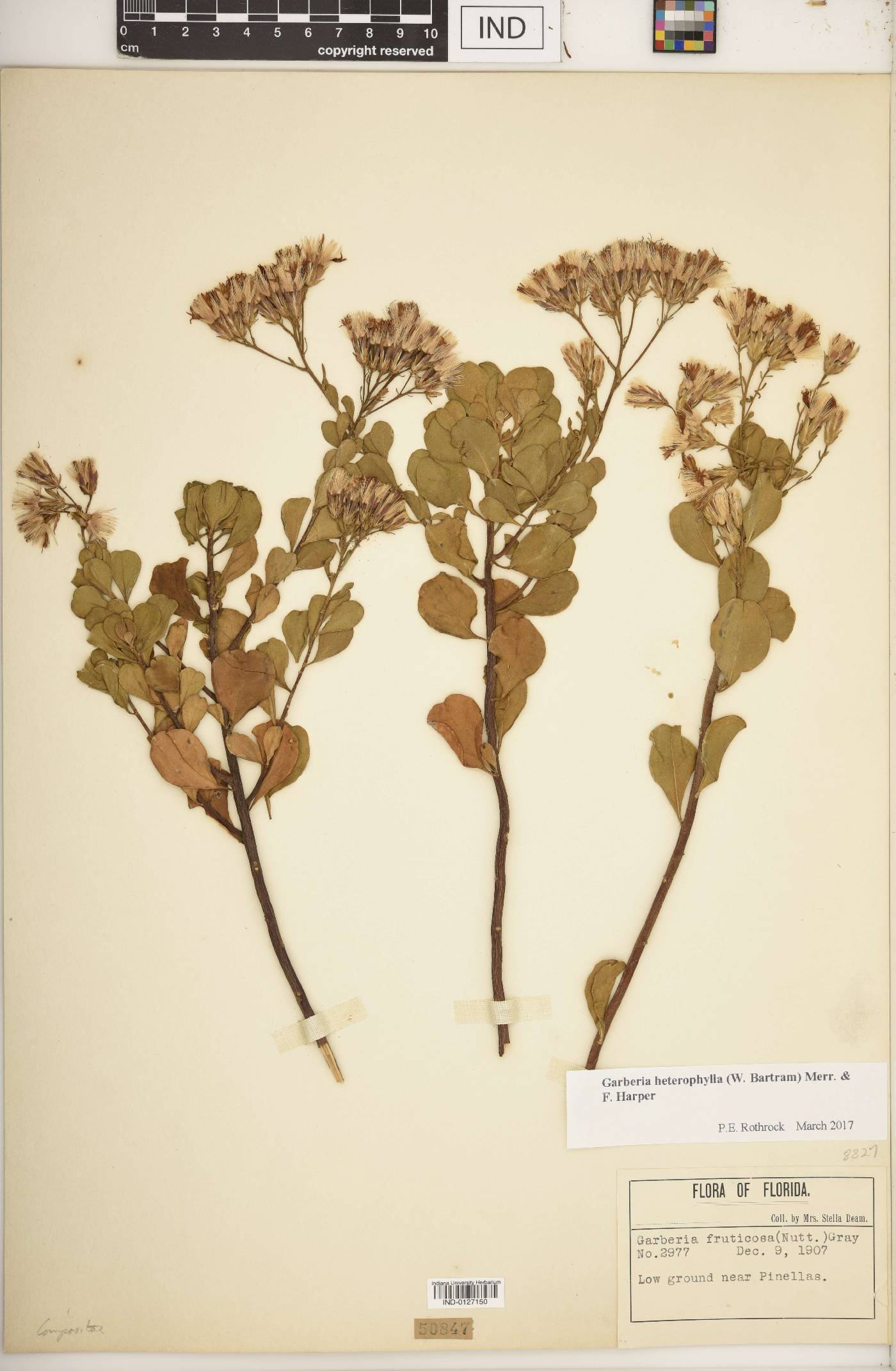 Garberia heterophylla image