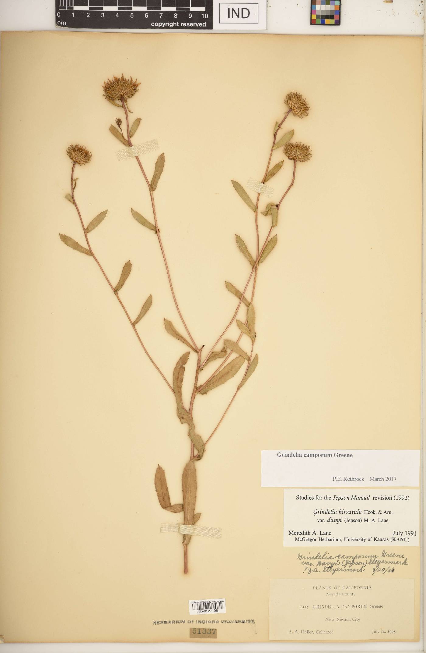 Grindelia camporum image