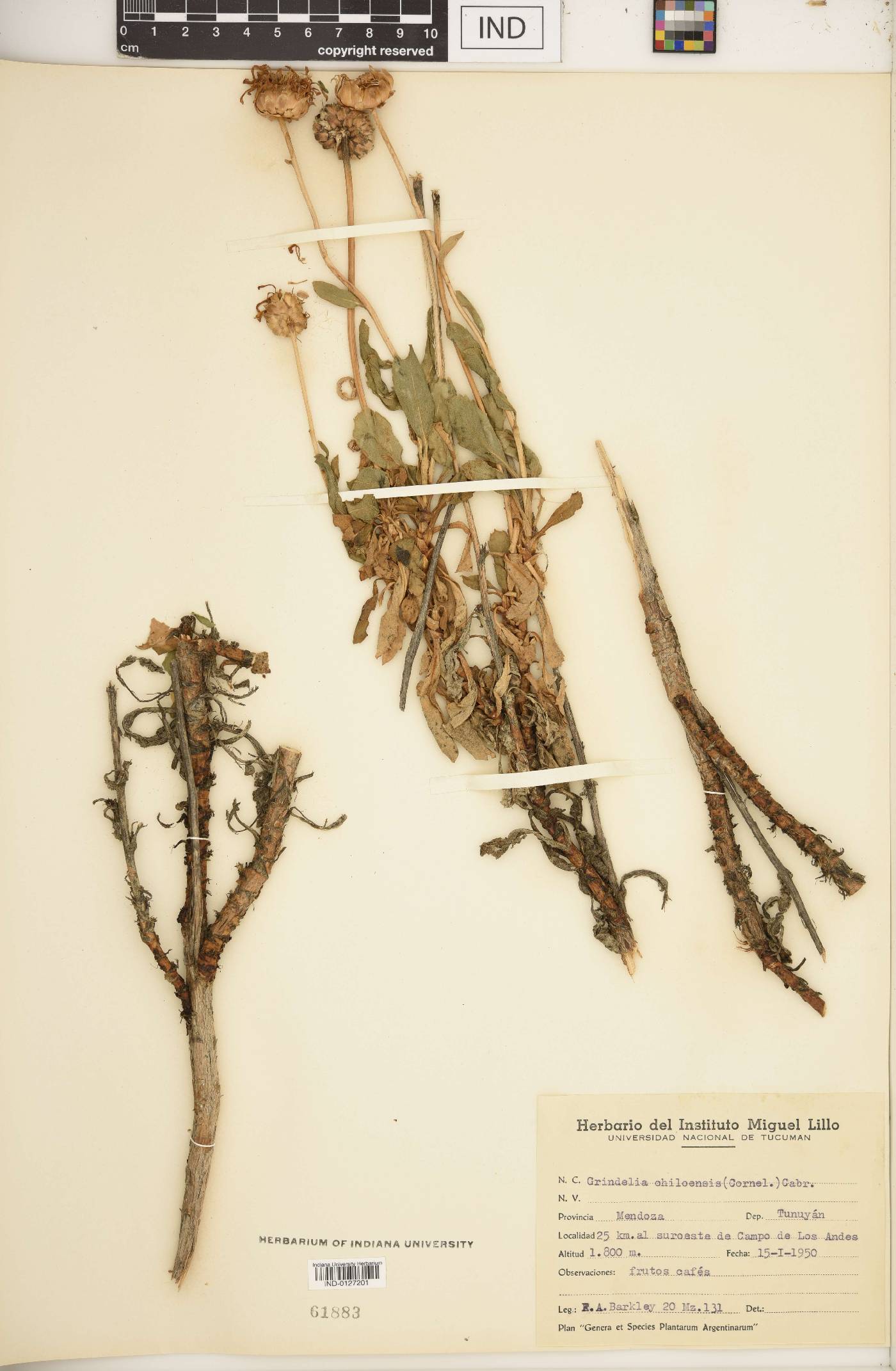 Grindelia chiloensis image