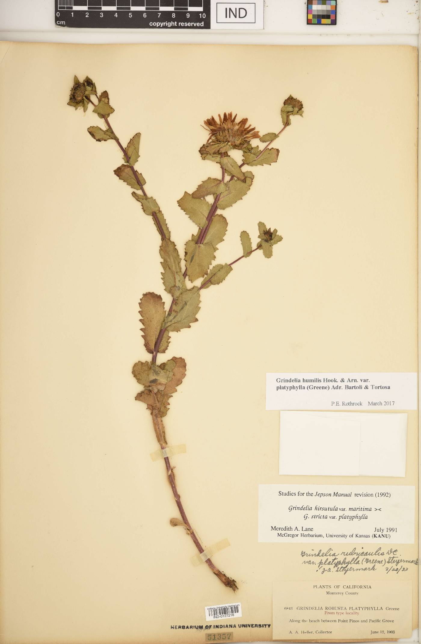 Grindelia humilis var. platyphylla image