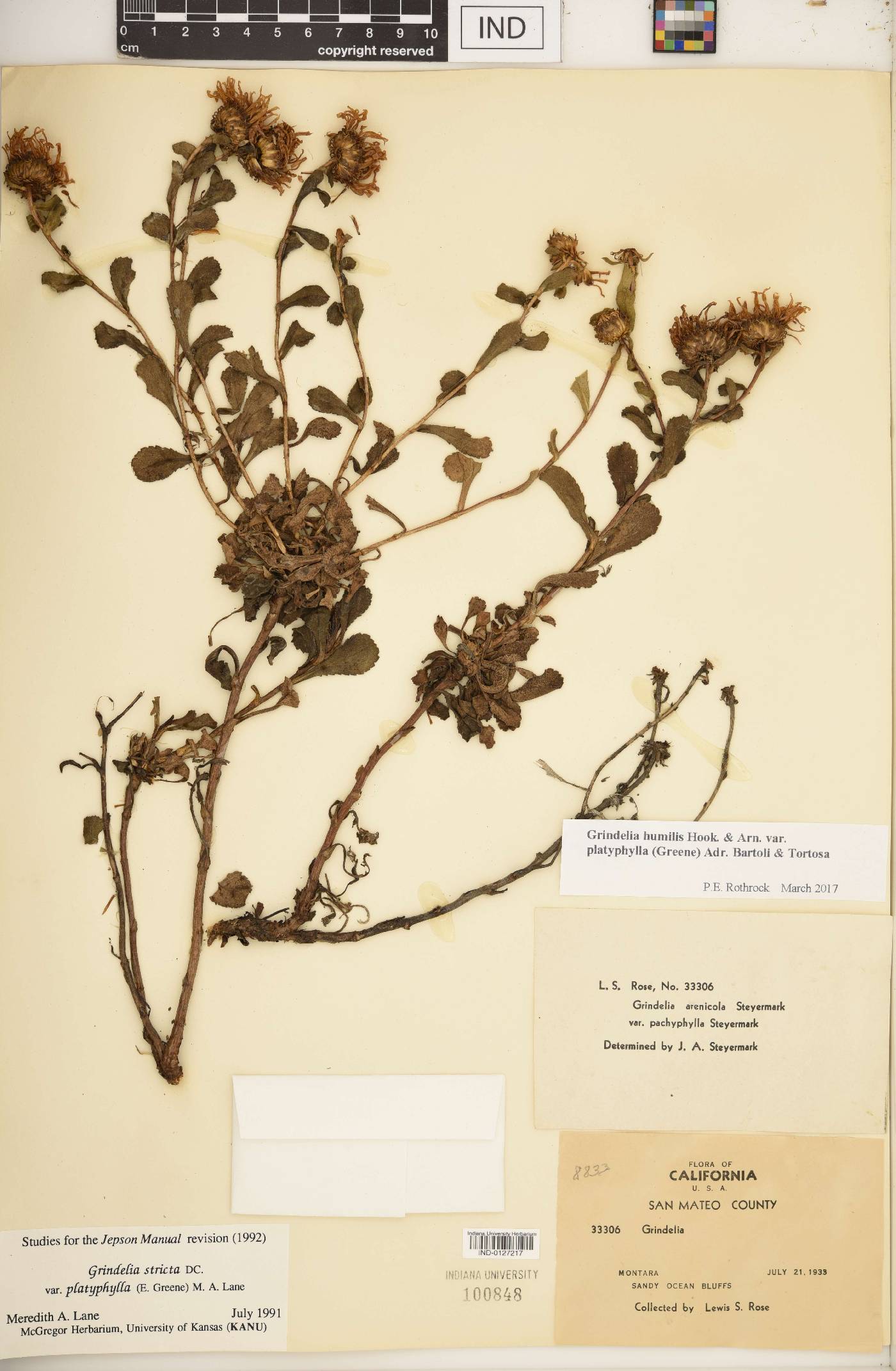 Grindelia humilis var. platyphylla image