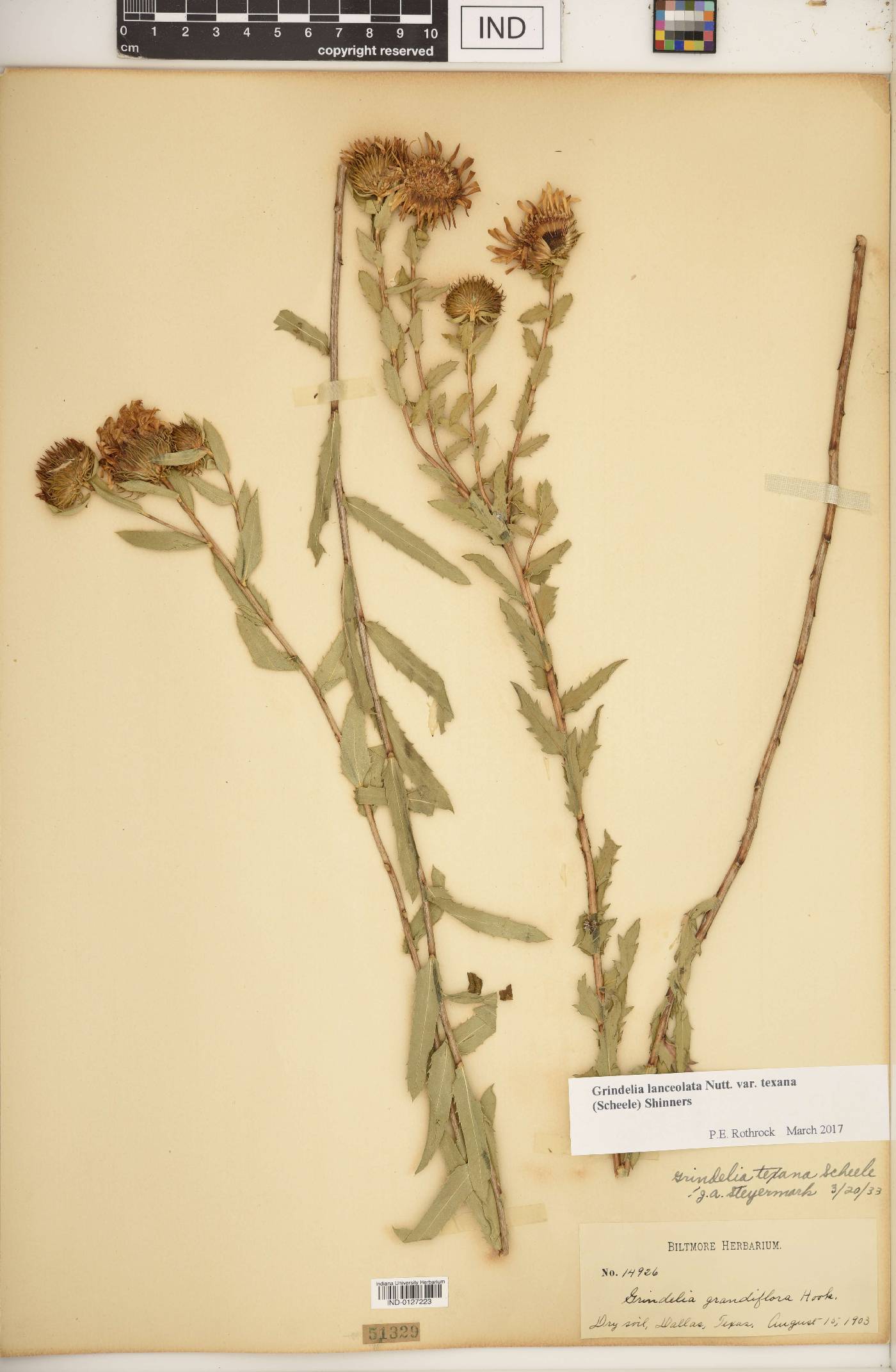 Grindelia lanceolata var. texana image