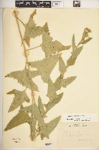 Hasteola suaveolens image