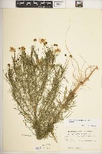 Helenium amarum var. amarum image
