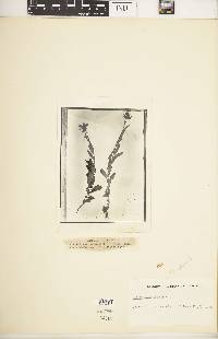 Helianthella ciliata image