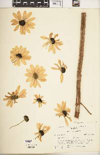 Helianthus agrestis image