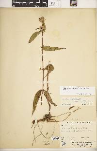 Helianthus × ambiguus image