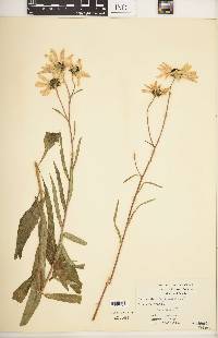 Helianthus angustifolius image