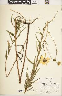 Helianthus angustifolius image