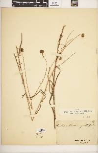 Helianthus angustifolius image