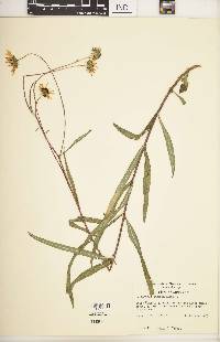 Helianthus angustifolius image