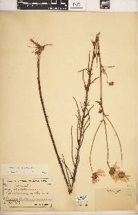 Helianthus angustifolius image