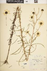 Helianthus angustifolius image