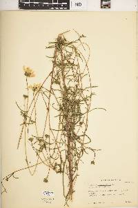 Helianthus angustifolius image