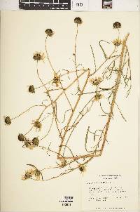 Helianthus angustifolius image