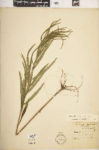 Helianthus angustifolius image