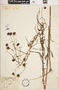 Helianthus angustifolius image