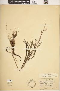 Helianthus angustifolius image