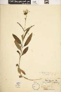 Helianthus angustifolius image