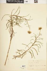 Helianthus angustifolius image